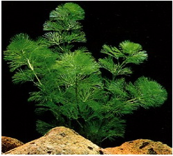 کابومبا سبز